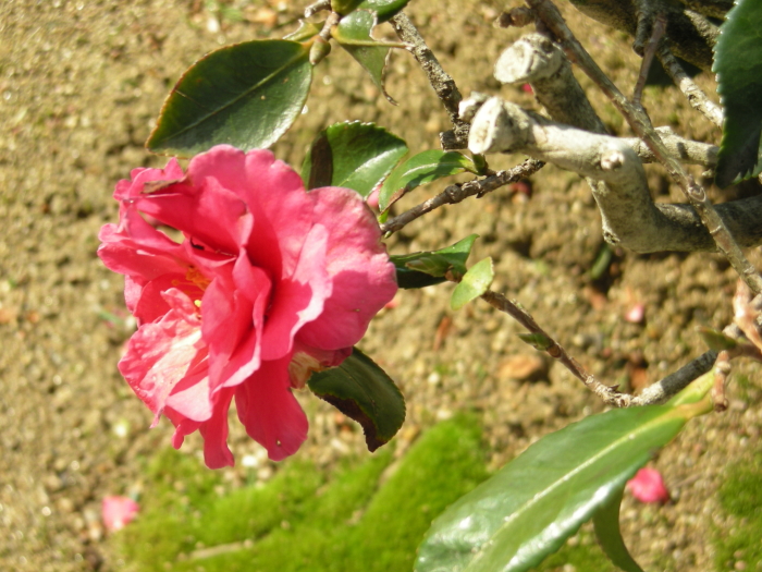 �R���ԁi�����񂩁j